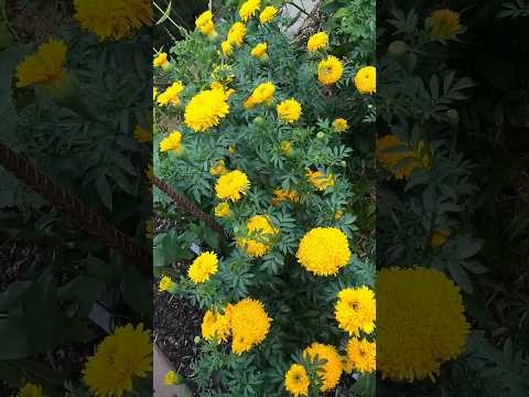 Які квіти доповнюють один одного в букеті? Поради щодо чудового приготування